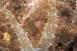 Small fish hiding in soft coral by Terry Moore 